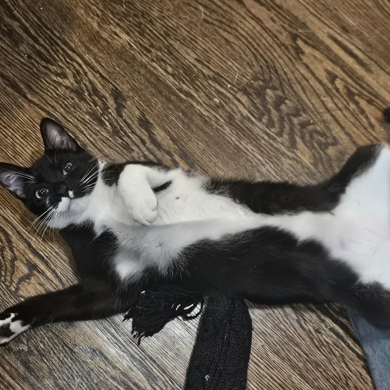 A young small-sized male Black & White / Tuxedo Domestic Short Hair cat named "gus & Myrtle"  for adoption in New York, NY