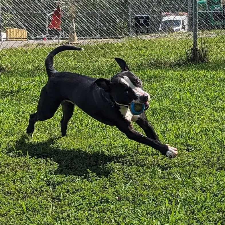 Tux