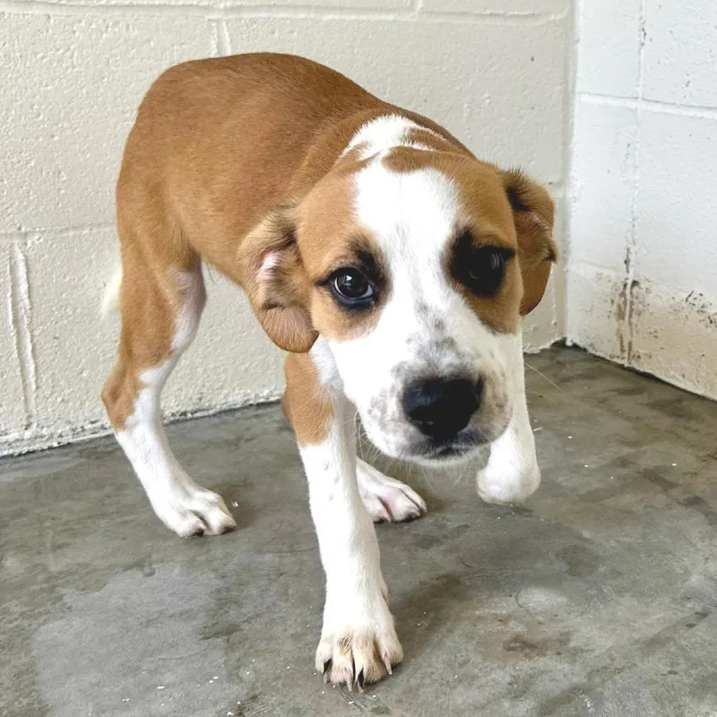 A baby medium-sized female Black Mixed Breed dog named Countess for adoption in LOXAHATCHEE, FL