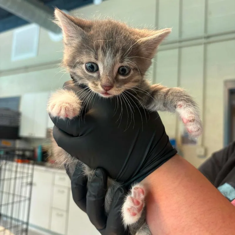 A baby small-sized male Gray / Blue / Silver Domestic Short Hair cat named Patterson for adoption in Huntington, WV