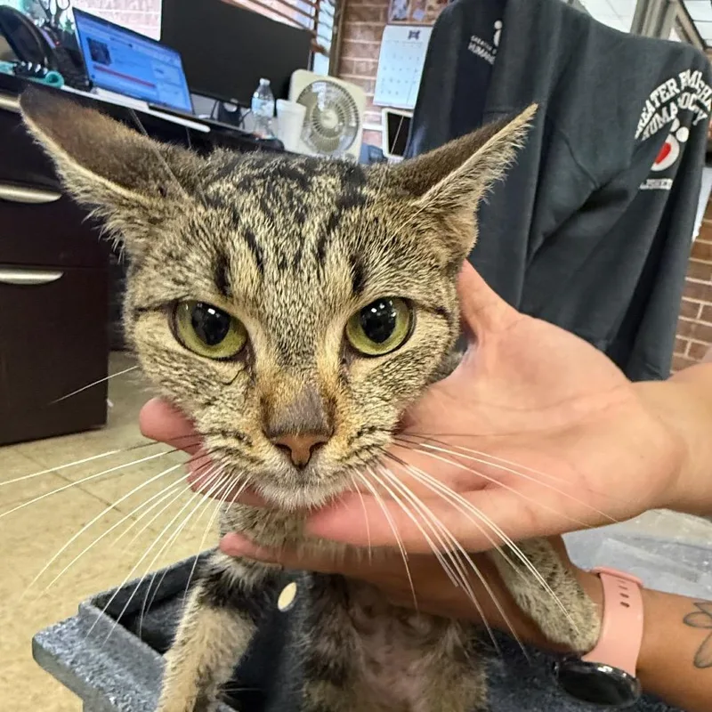 An adult medium-sized female Gray / Blue / Silver Domestic Short Hair cat named Cherry for adoption in Birmingham, AL