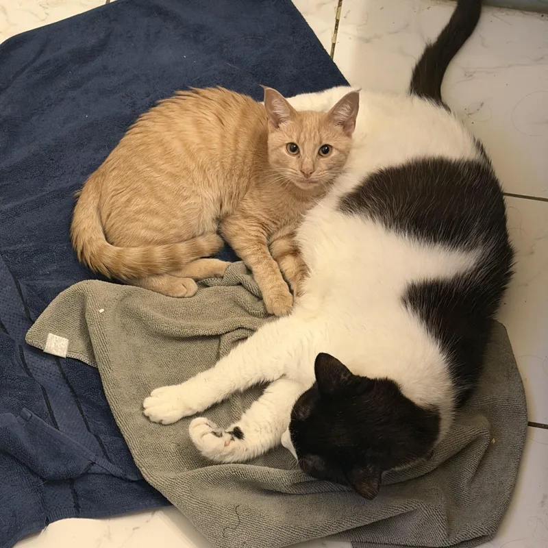 A baby small-sized female Tabby (Orange / Red) Domestic Short Hair cat named Sienna for adoption in Pittsburgh, PA