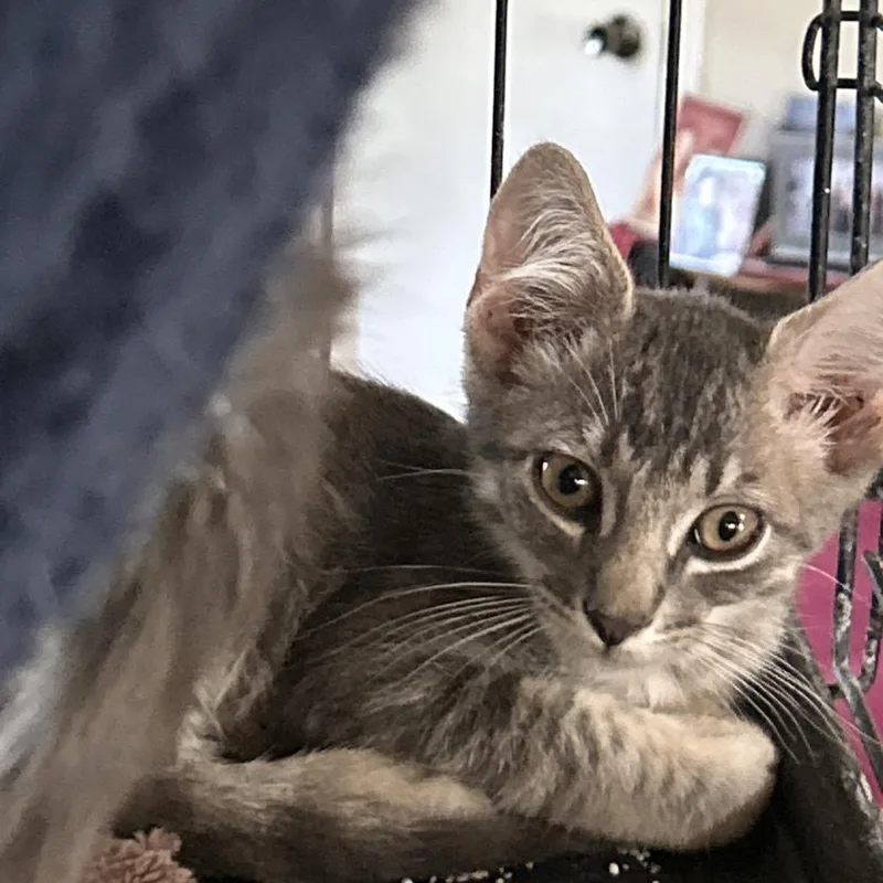 A baby small-sized male Gray / Blue / Silver Domestic Short Hair cat named Freddy for adoption in League City, TX