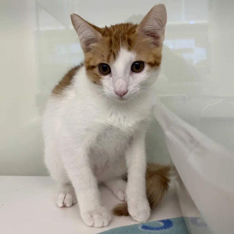 A baby small-sized male Orange / Red Domestic Short Hair cat named Ace for adoption in Beaumont, TX