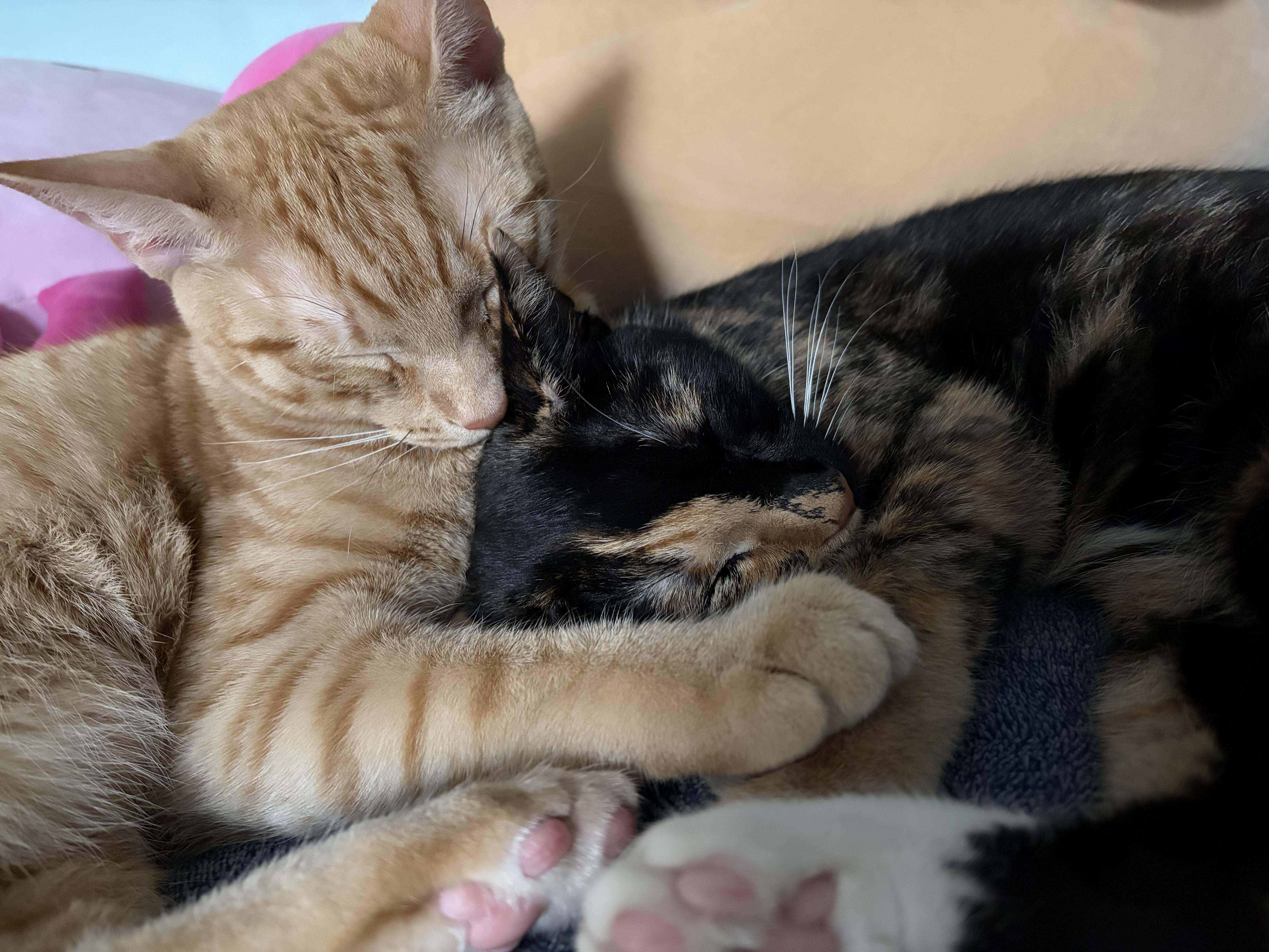 A young medium-sized male Tabby (Orange / Red) Tabby cat named Ducky and Penny for adoption in Avondale, PA
