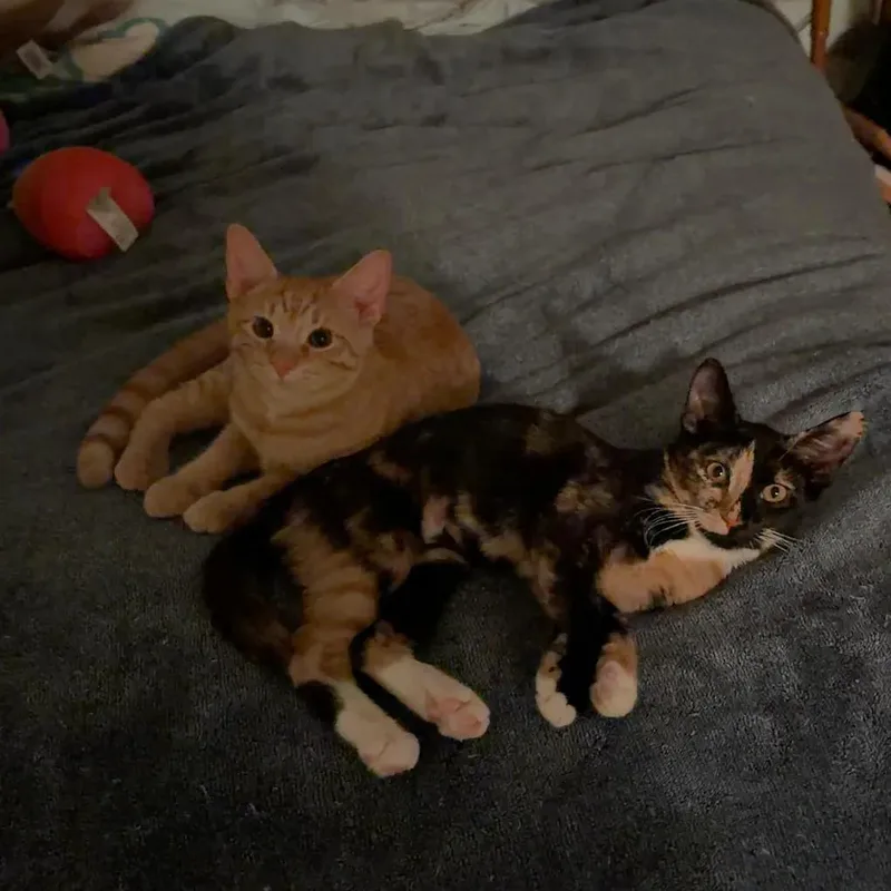 Ducky and Penny thumbnail 2
