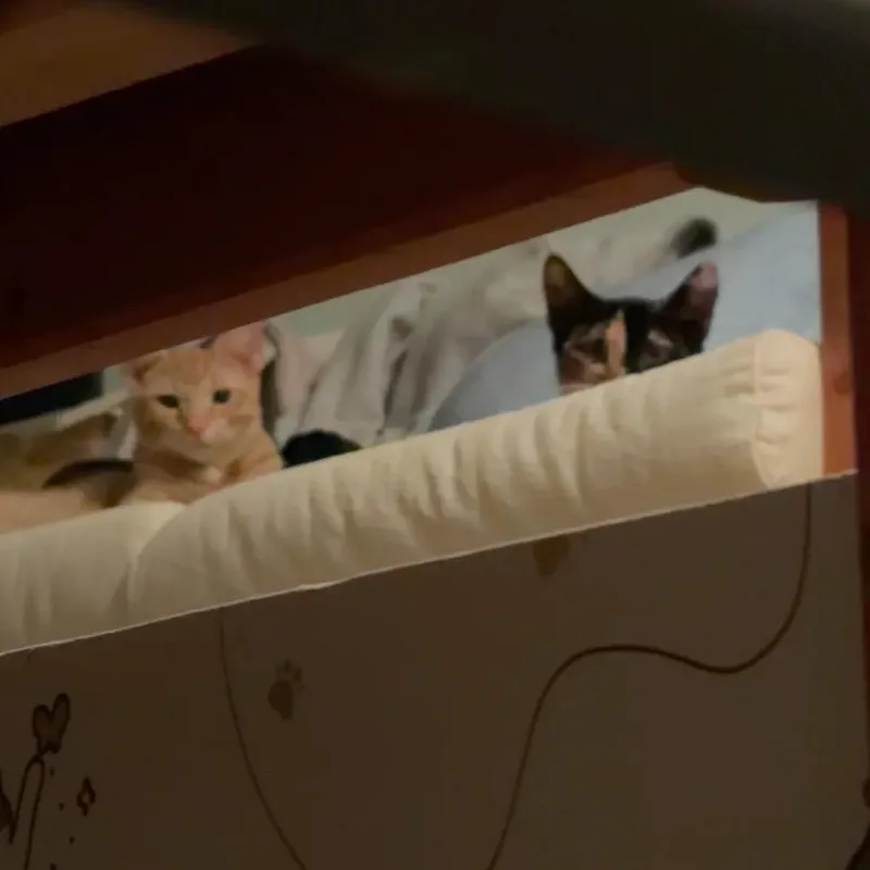 Ducky and Penny thumbnail 3