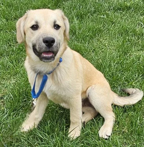 Puppy Skyboy thumbnail 2