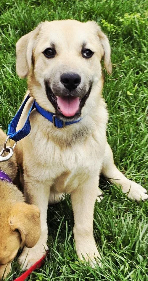 Puppy Skyboy thumbnail 3