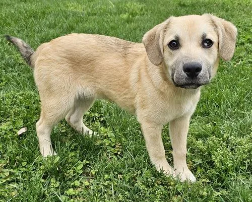 A young large-sized male Labrador Retriever dog named Puppy Skyboy for adoption in Franklin, TN