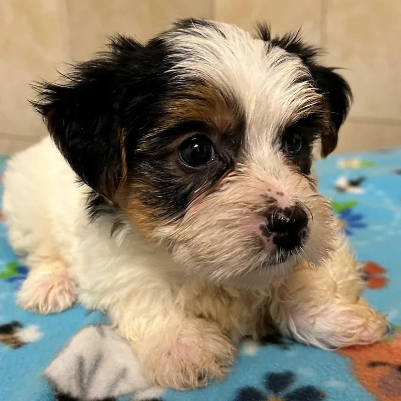 A baby small-sized male Yorkshire Terrier dog named Haze for adoption in Bartonsville, PA