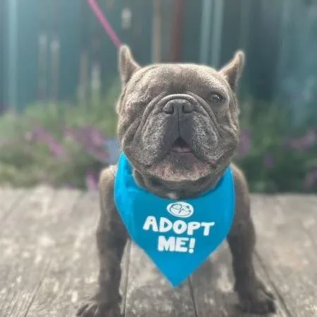 An adult medium-sized male Gray / Blue / Silver French Bulldog dog named Saturn for adoption in Pacific Grove, CA