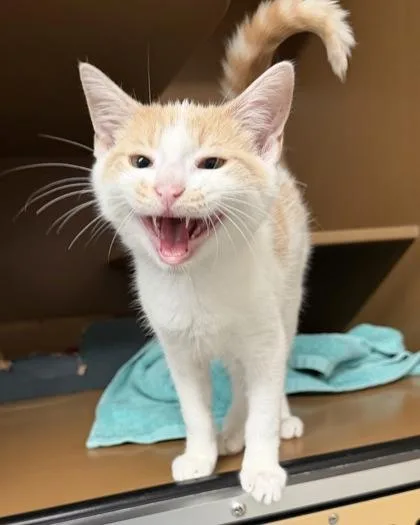 A baby medium-sized male Domestic Medium Hair cat named Joe Henry for adoption in Hamilton, NJ