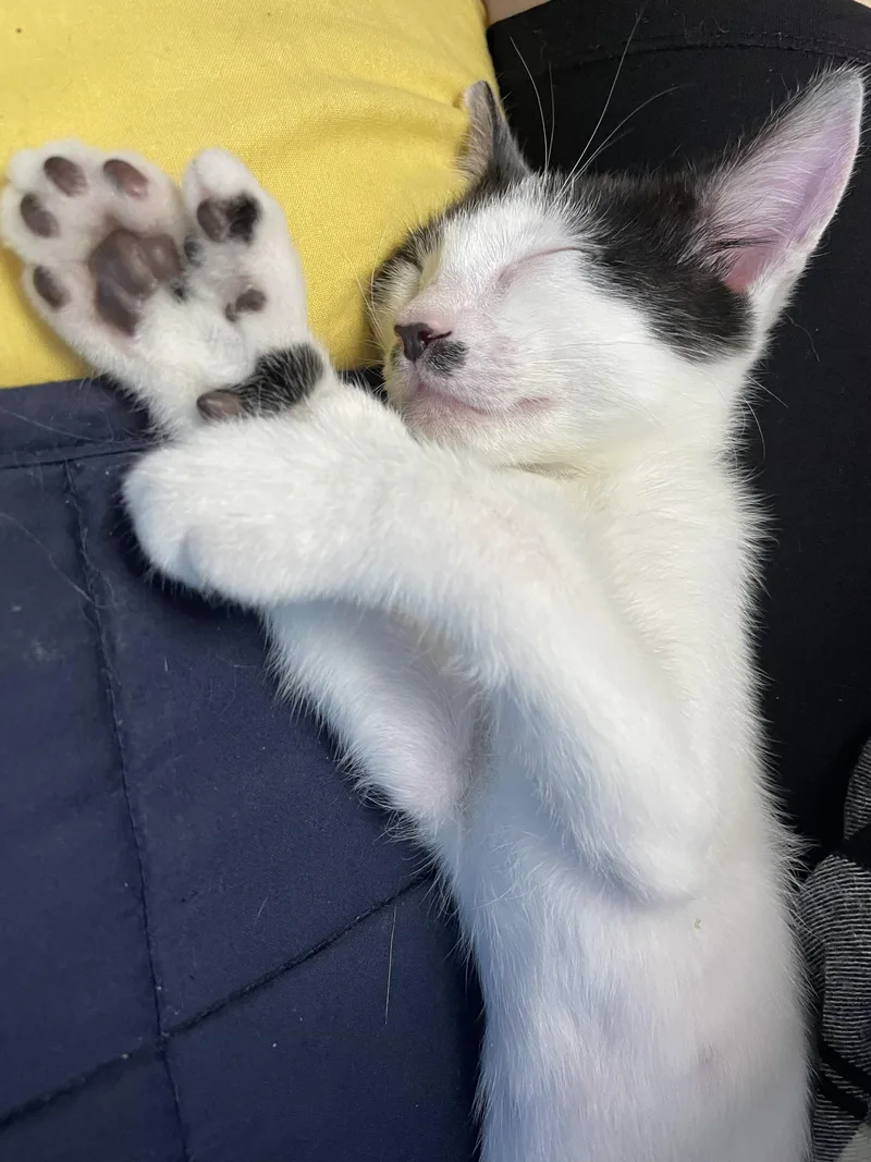 A young medium-sized female Buff & White Tuxedo cat named Etzi for adoption in Cincinnati, OH