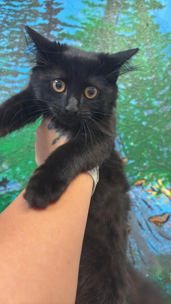 A baby small-sized female Domestic Long Hair cat named Jolly for adoption in New Braunfels, TX