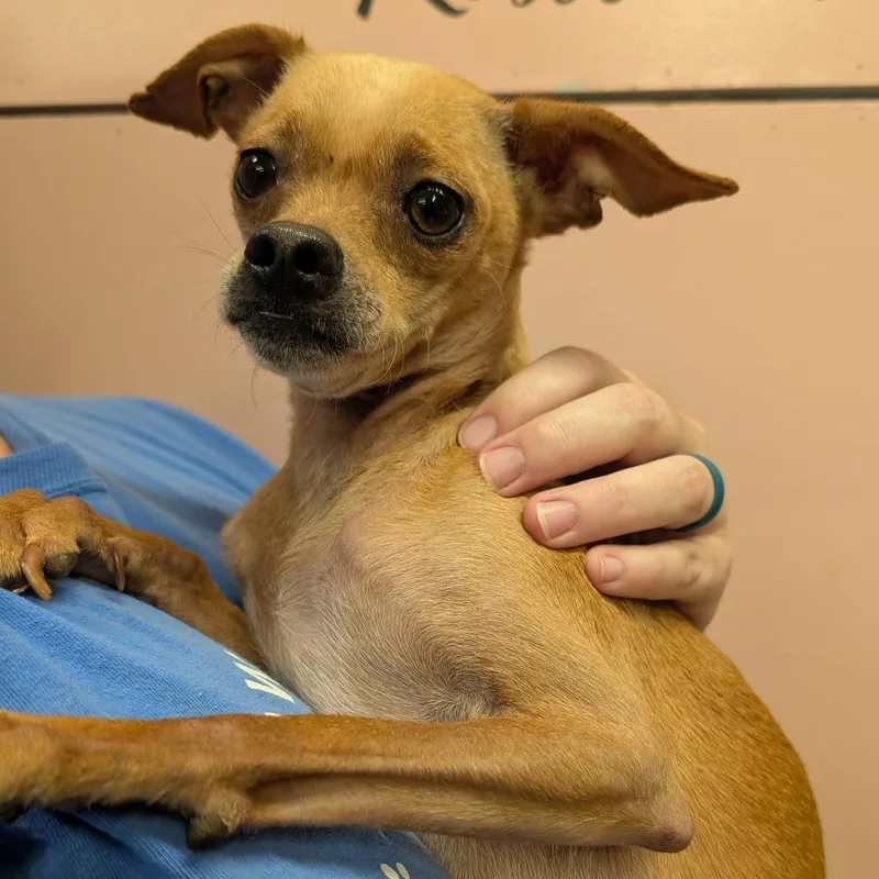 An adult small-sized female Red / Chestnut / Orange Mixed Breed dog named Deer for adoption in Huntsville, AR
