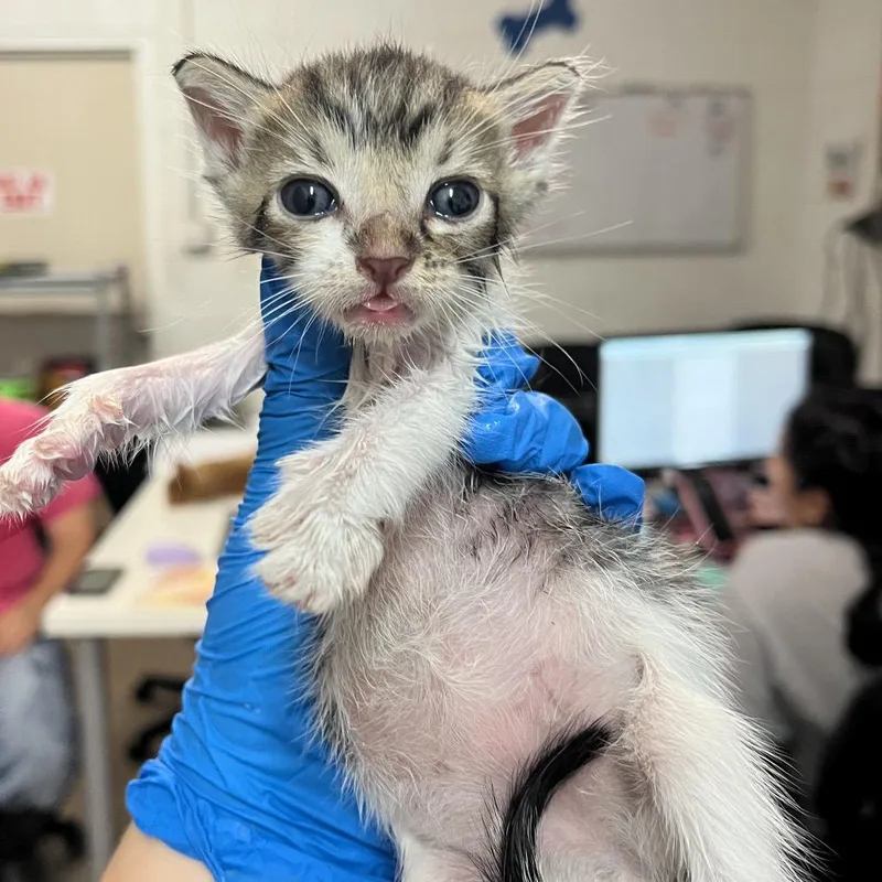 A baby small-sized male Domestic Short Hair cat named Apollo A for adoption in Edinburg, TX