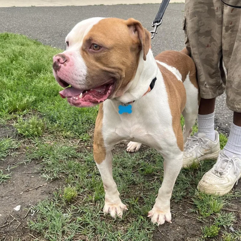 An adult large-sized male Brown / Chocolate Pit Bull Terrier dog named Winston for adoption in Silver Spring, MD