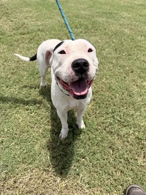 An adult large-sized female Pit Bull Terrier dog named Coco for adoption in Corpus Christi, TX