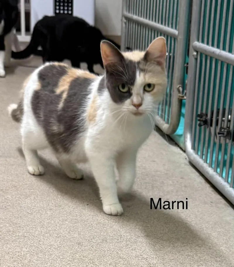 An adult medium-sized female Domestic Short Hair cat named Marni for adoption in Plattsburgh, NY