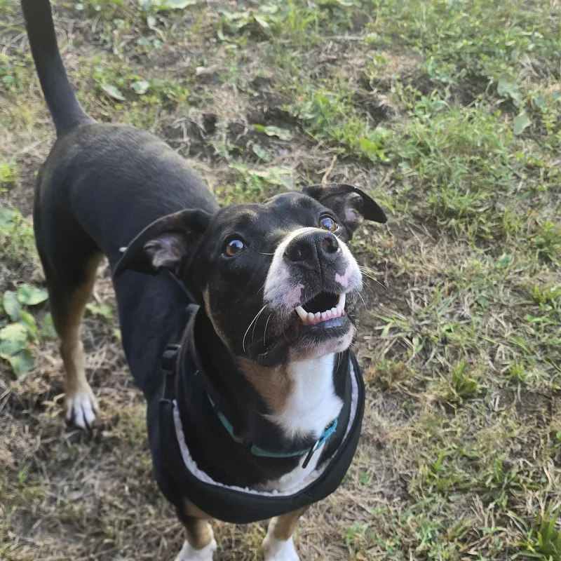 An adult medium-sized male Tricolor (Brown, Black, & White) Mixed Breed dog named Stitch for adoption in Greenville, KY