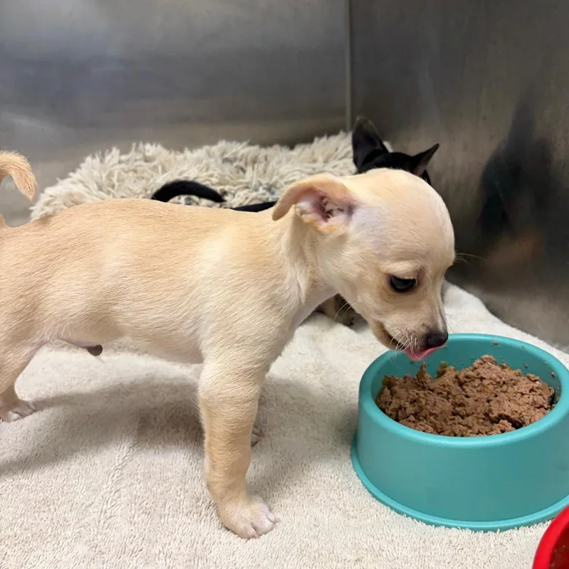A baby small-sized male White / Cream Chihuahua dog named Glacier for adoption in Long Beach, CA