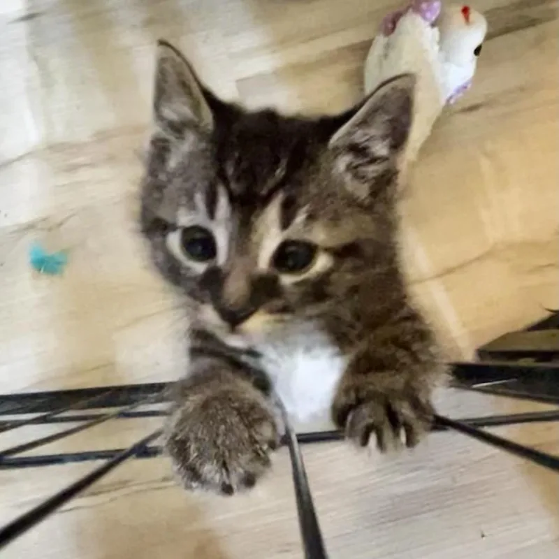 A baby small-sized male Gray / Blue / Silver Domestic Medium Hair cat named Arlo for adoption in Othello, WA