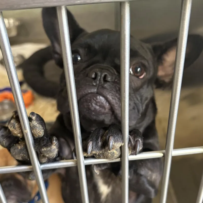 A baby small-sized male Black French Bulldog dog named Tinker for adoption in Baltimore, MD