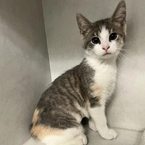 A baby small-sized female Gray / Blue / Silver Domestic Short Hair cat named Cartwheel for adoption in Dayton, OH