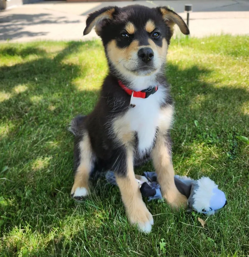 Ringo