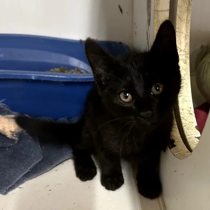 A baby small-sized male Black Domestic Short Hair cat named Joseph for adoption in Starkville, MS