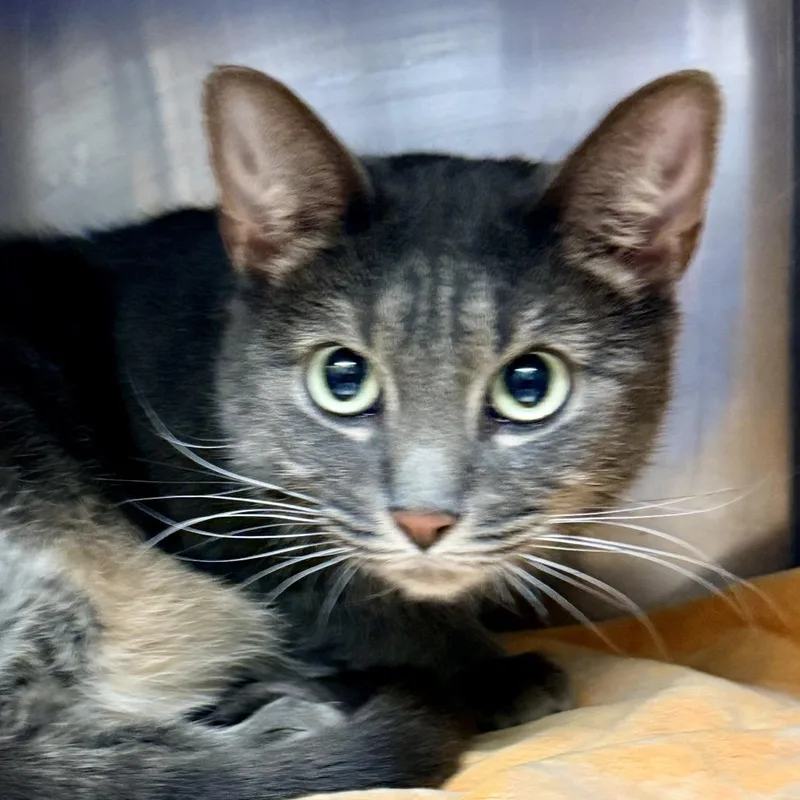 An adult large-sized female Gray / Blue / Silver Domestic Medium Hair cat named Lettuce for adoption in Palm Springs, CA