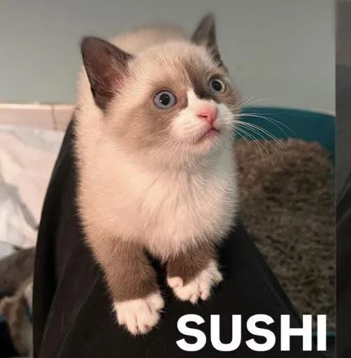 A baby medium-sized female Buff / Tan / Fawn Domestic Short Hair cat named Sushi for adoption in Ozone Park, NY