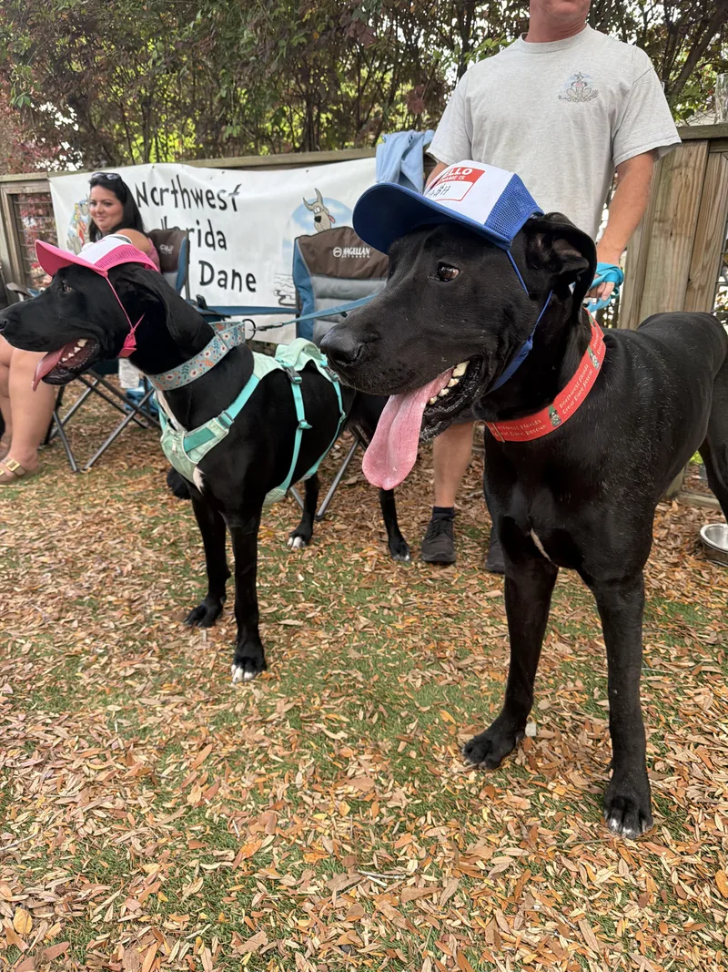 A young extra large-sized male Black Great Dane dog named Kash With A K for adoption in Pensacola, FL