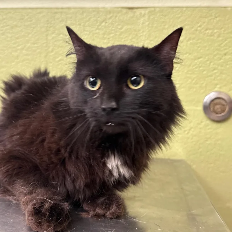A young medium-sized female Black Domestic Medium Hair cat named Chip for adoption in Perkiomenville, PA