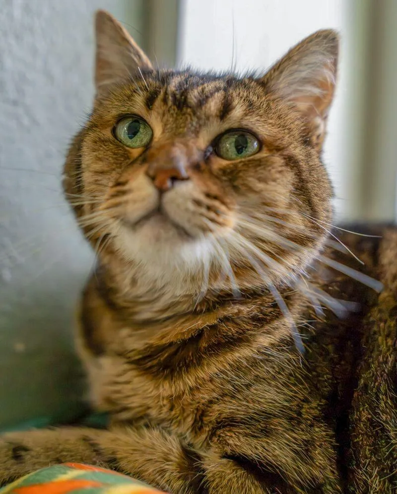 A senior medium-sized female Brown / Chocolate Domestic Short Hair cat named Annabelle for adoption in Arlington, WA