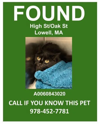 An adult small-sized female Domestic Short Hair cat named Frank for adoption in Lowell, MA