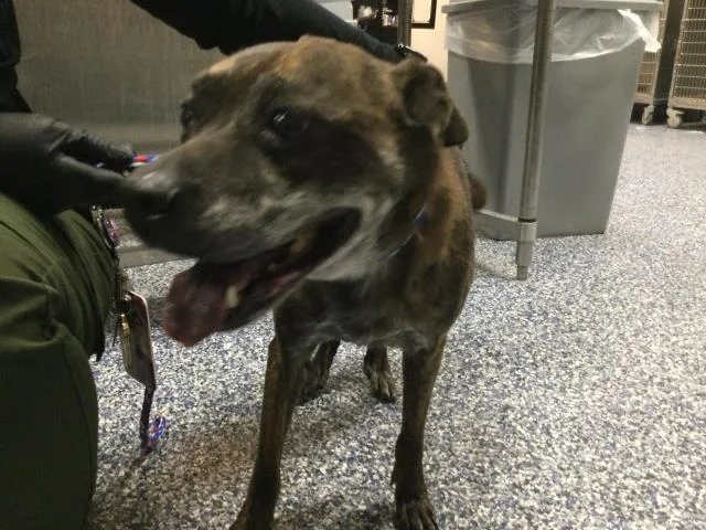 An adult medium-sized male Pit Bull Terrier dog named Berny for adoption in Thousand Palms, CA