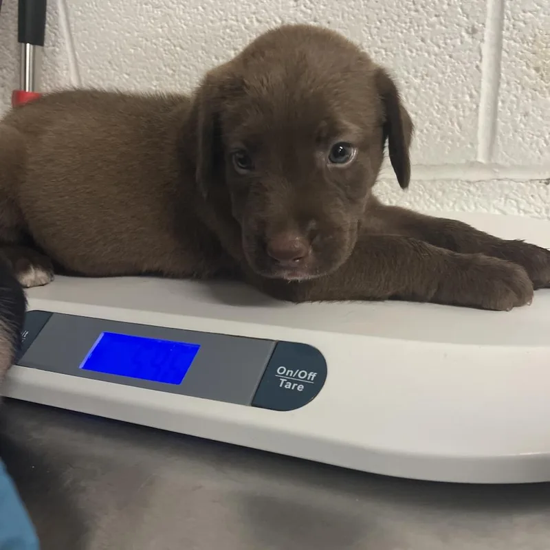 A baby small-sized female Labrador Retriever dog named Brownie Bean for adoption in Edinburg, TX