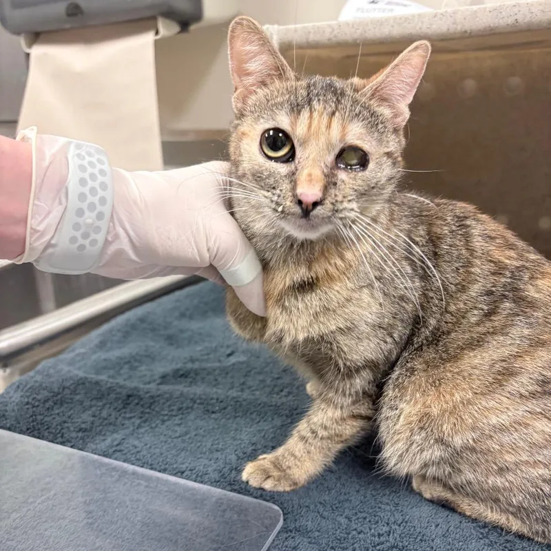 A young small-sized female Brown / Chocolate Domestic Short Hair cat named Flutter for adoption in Reno, NV