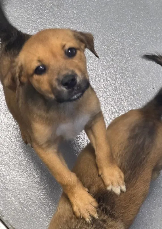 A baby medium-sized female Terrier dog named Posie for adoption in Hartsville, SC