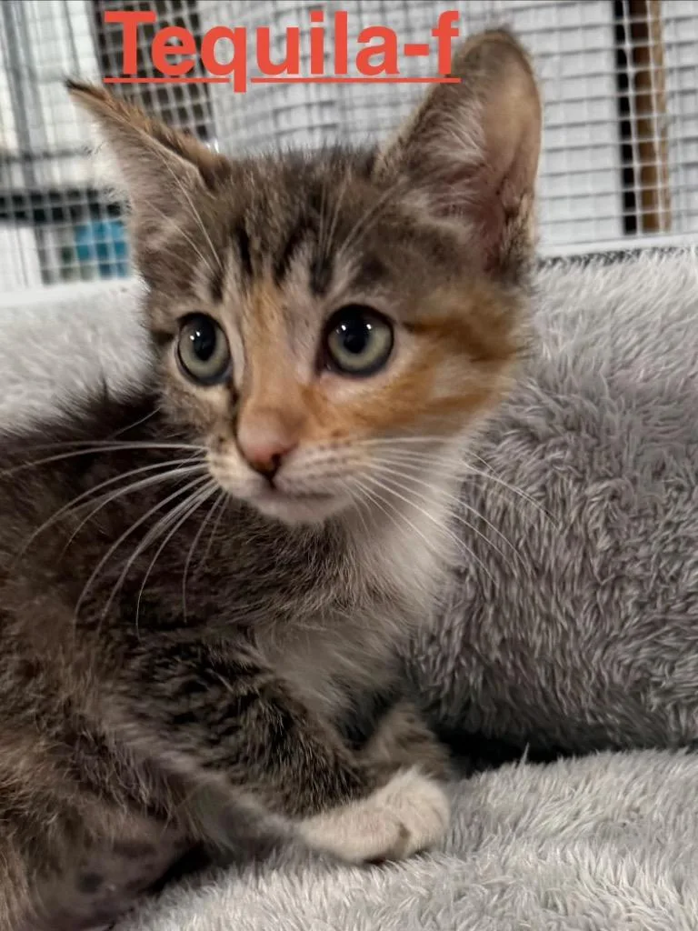 A baby small-sized female Tabby cat named Tequila for adoption in Brookhaven, MS