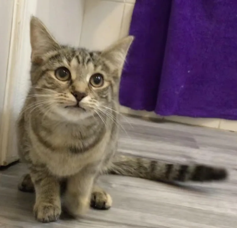 A baby medium-sized female Tabby (Brown / Chocolate) Domestic Short Hair cat named Kubaba for adoption in Lemoyne, PA