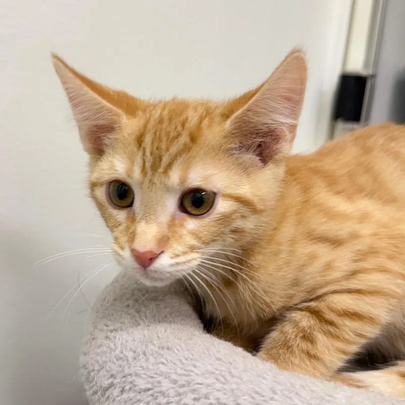 A baby small-sized male Domestic Short Hair cat named Harrison for adoption in Cumming, GA