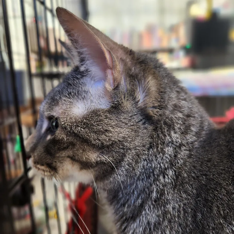 An adult medium-sized female Tabby (Gray / Blue / Silver) Domestic Short Hair cat named Harriet for adoption in Stanhope, NJ