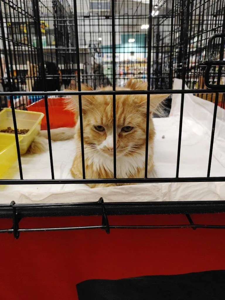 A baby medium-sized male Domestic Long Hair cat named Boots for adoption in San Jacinto, CA