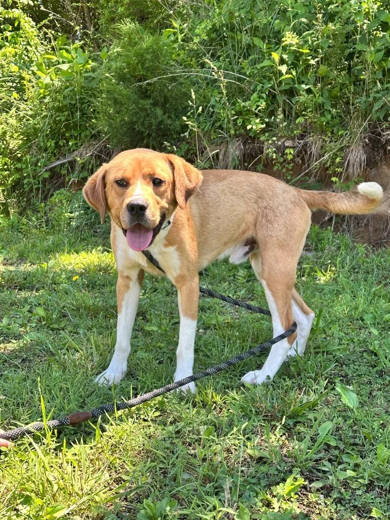 A young large-sized male Catahoula Leopard Dog dog named Big Boy for adoption in Blountville, TN