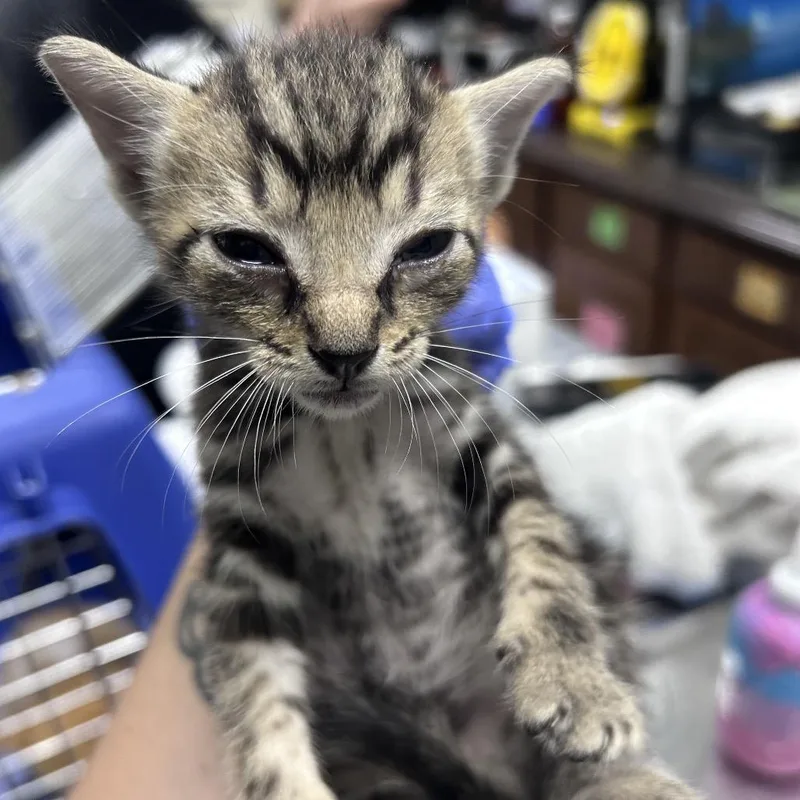 A baby small-sized male Brown / Chocolate Domestic Short Hair cat named Believe for adoption in Summerville, SC