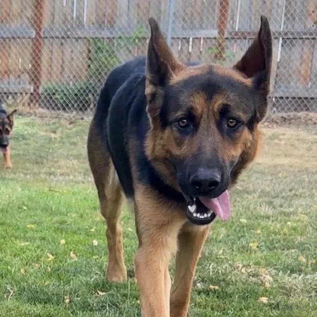 An adult large-sized male Black Mixed Breed dog named Arrow for adoption in Medford, OR
