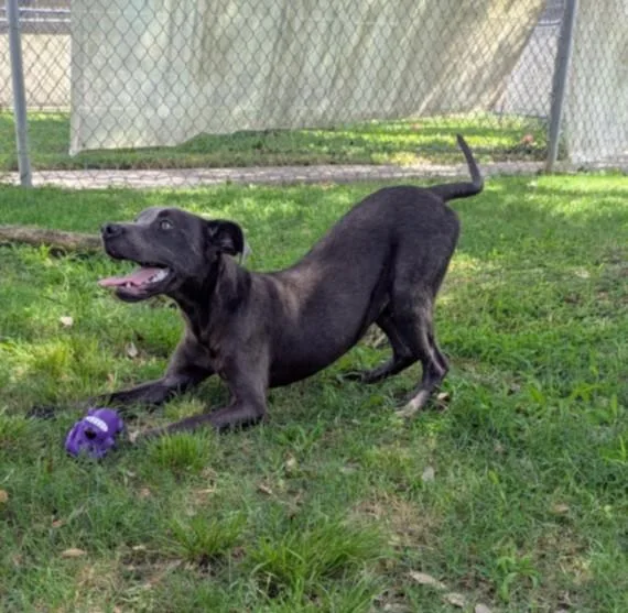 A young small-sized male Pit Bull Terrier dog named Moose for adoption in Texas City, TX